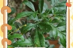 米兰的发芽长叶时间及技巧（提前了解如何促进植物的生长）