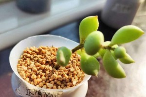 多肉插苗的成长秘籍（揭开多肉植物生长的奥秘，让你的多肉插苗快速茁壮成长！）