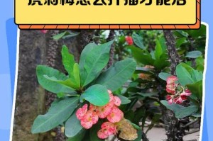 虎刺梅扦插生根时间详解（掌握虎刺梅扦插生根技巧，让你的植物繁衍更健康）