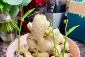 冬季水培竹子为何发黄？（探究冬季水培竹子发黄的原因与解决方法）