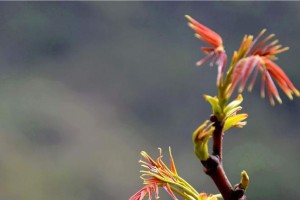 香椿树开花预示着什么（预示着丰收的来临）