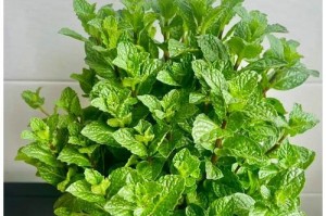 如何补救以水养薄荷干的问题？（从浇水技巧到药草保存，掌握这些关键，让你的薄荷恢复活力！）