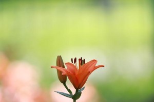 百合花是否四季开花？（探究百合花的开花规律与特性，一探花开的美妙之处）