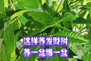 盆栽发财树修剪指南（打造繁茂健康的财富树，享受幸福人生）