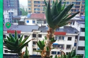 冬天芦荟保存技巧（冬季芦荟储存方法及注意事项）