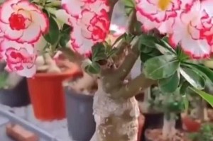 如何正确修剪玫瑰花（玫瑰花修剪指南）