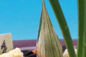 九头兰花的阳光需求（九头兰花喜欢阳光的原因和阳光照射的注意事项）