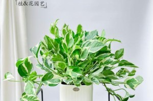 绿萝叶水培的方法与技巧（打造绿萝叶水培园艺的全指南）