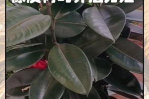 种植印度橡皮树的全过程（了解种植印度橡皮树的步骤和技巧）