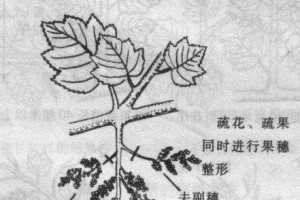 盆栽桔子的疏花疏果技巧（掌握盆栽桔子疏花疏果的关键方法，让你的植物茁壮成长）