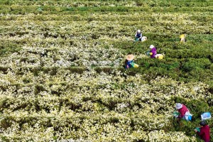 探秘杭白菊的采摘与收获（白花芍药，菊香飘溢；收获季节，秋夜的美丽留影）