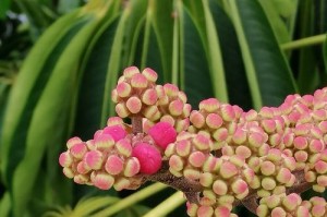 鸭掌木开花的奇妙之处（解密鸭掌木开花的姿态与神韵）