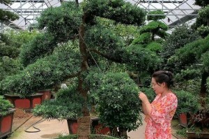 门前罗汉松树的种植与养护（生长旺盛的罗汉松，让门前更加绿意盎然）