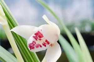 建兰花期管理方法与要点（打造优秀的建兰花展示园）