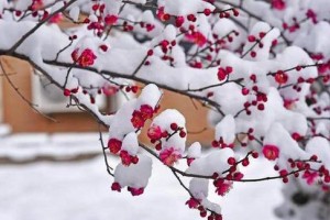 梅花冬天能栽活吗？（寒冬里的梅花种植秘籍，不容错过！）