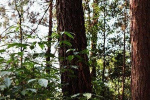 松子种植条件适合的地方（优质松子的种植条件及重要性）