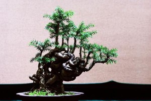 南洋杉盆景的养殖方法与技巧（探索南洋杉盆景的养殖之道，打造绿意盎然的小天地）