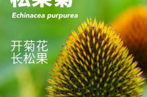 植物松果的养护指南（室内种植松果树的关键步骤与注意事项）