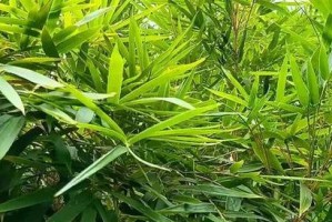 风尾竹叶尖发黄的原因及处理方法（探究风尾竹叶尖发黄的主要因素和修复技巧）