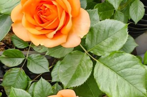 玫瑰花开放季节详解（了解玫瑰花的开放时间，精心呵护你的爱花）
