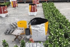 虎刺梅分盆的最佳时机（虎刺梅的生长特点及分盆注意事项）