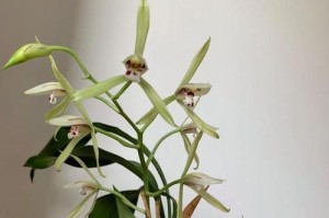 耐寒耐晒，不怕风雨的室外花卉（迎风傲雪，烈日当空，这些花卉很行！）