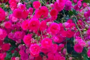 探秘墙薇开花之谜（一年几次？为何开花时间短？如何护理？）