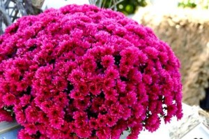 如何让球菊爆盆？（球菊养殖秘籍，让你的花盆鲜花盛开！）
