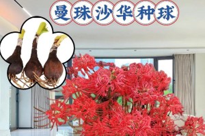 彼岸花种球的种植技巧（打造绚丽花海，学会彼岸花种球的正确种植方法）