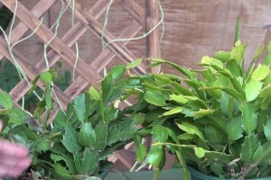 如何快速养长蟹脚兰的一个茎？（关键步骤和技巧助你成功养育蟹脚兰）