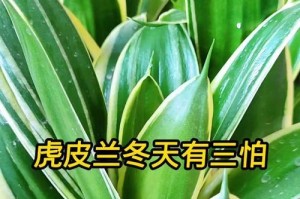 寒冬中虎皮兰卷叶之谜（探究虎皮兰为何在冬天卷叶的原因与机制）