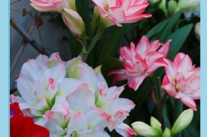孔雀翎花养护指南（如何让孔雀翎花开花绽放？）