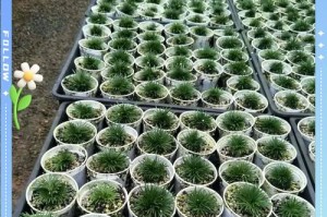 以菖蒲怎么养根（掌握关键技巧，打造健康菖蒲）