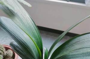 君子兰花的中叶烂叶现象及原因分析（探究君子兰花中叶烂叶的成因和应对方法）