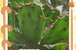 仙人掌的浇水与施肥技巧（探讨仙人掌植物的生长需求与护理方法）