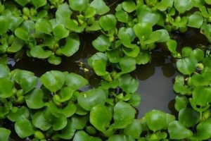 水葫芦，一种水生植物（特点、生长环境、药用价值等）