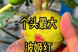 无花果的栽种技巧（以无花果怎么栽种为主题的详细指南）