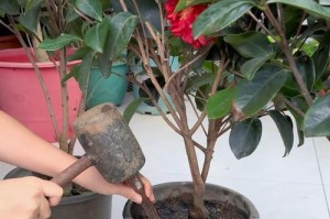 在花盆里种植茶花的技巧（茶花种植指南，让你在家也能欣赏美丽的花朵）
