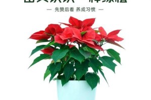 探寻一品红耷拉叶子的原因和解决方法（为什么一品红会耷拉叶子？如何恢复其健康生长？）
