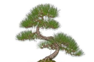 以松树为材料的盆景制作艺术（探索松树盆景的美丽与魅力）