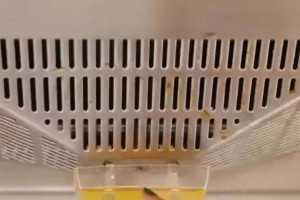 利用油烟机废油养花的方法与技巧（环保又省钱，用废油为花草生长提供养分）