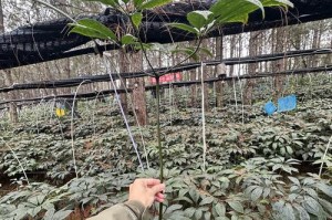 三七生长地（探寻神奇植物生长的奥秘）