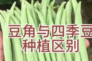 四季豆的种植和管理技巧（丰收秘笈、妙招大全，快速掌握如何种植四季豆）