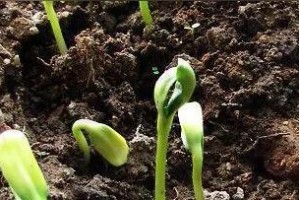 向日葵的成熟季节和时间（了解向日葵的生长特点，掌握成熟时间的关键）