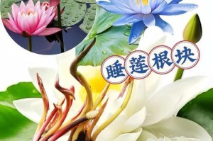 睡莲开花季节详解（探寻睡莲开花的奥秘，了解开花的时间和月份）