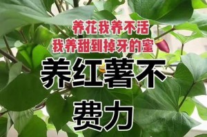 红薯花的养殖方法（种植、施肥、病虫害防治一揽子解决）