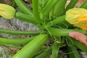 笋瓜种植全攻略（选择最佳月份，轻松上手育苗栽培技巧，享用美味产量）