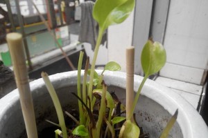 探究绿萝的根（绿萝根的形态及特征）