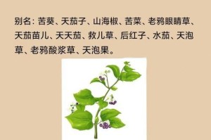 如何种植龙葵种子（从播种到收获，一步步教你种植龙葵的方法和技巧）