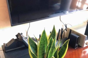 彩色马蹄莲叶子腐烂的处理方法（保护彩色马蹄莲健康的关键措施）